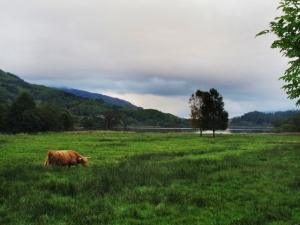 Scotish Highlands                   